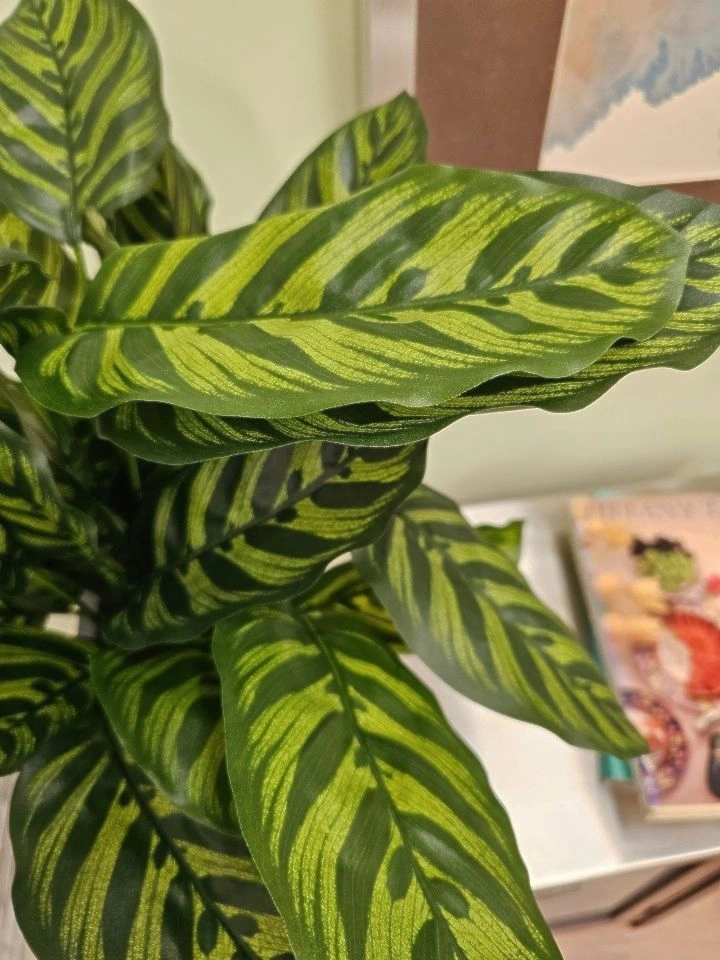karivepaku plant Buy Curry Leaves, Kadi Patta, Murraya koenigii, Meetha Neem main image 0