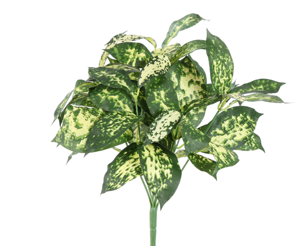 Tufo Dieffenbachia
