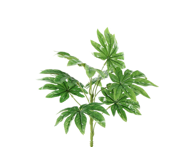 Tufo Aralia  Verde