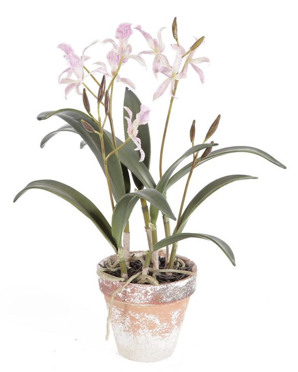 Vaso com Orquidias Cattleya Mini
