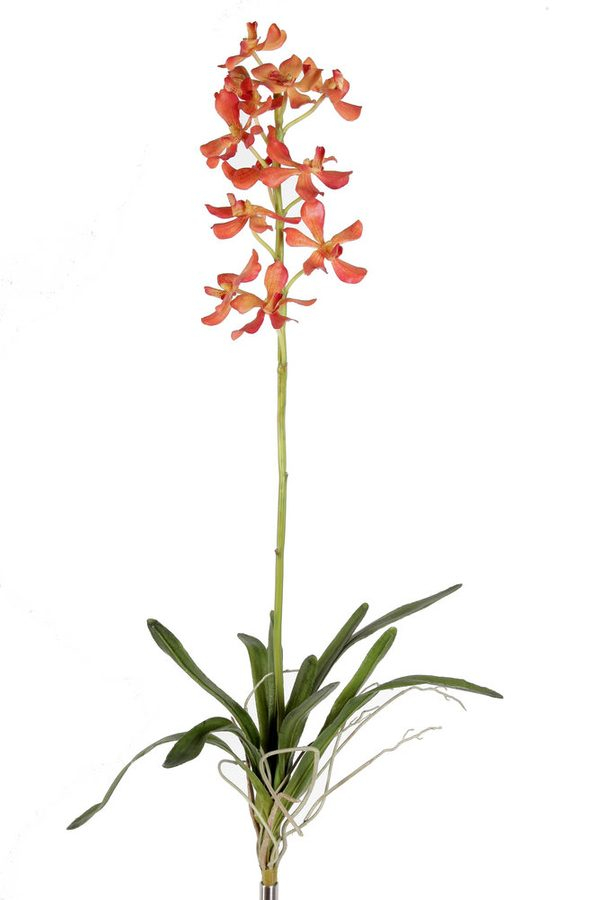 Stem Vanda-Orchidee