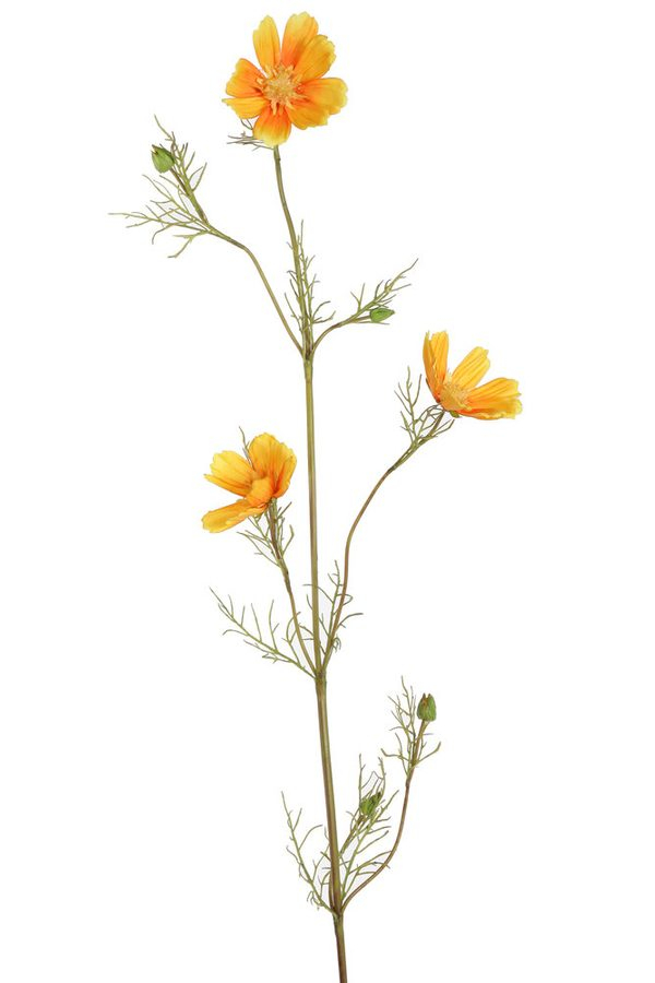 Cosmos Flower