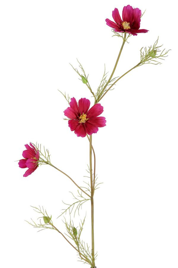 Cosmos Flower