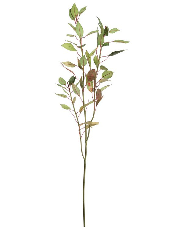 Branch Euphorbia