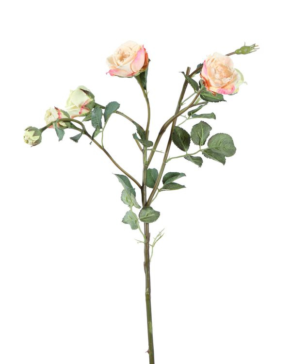 Tuft of Roses