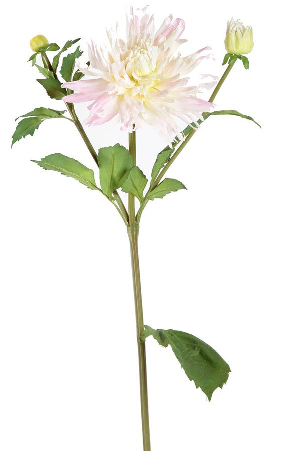 Dahlie