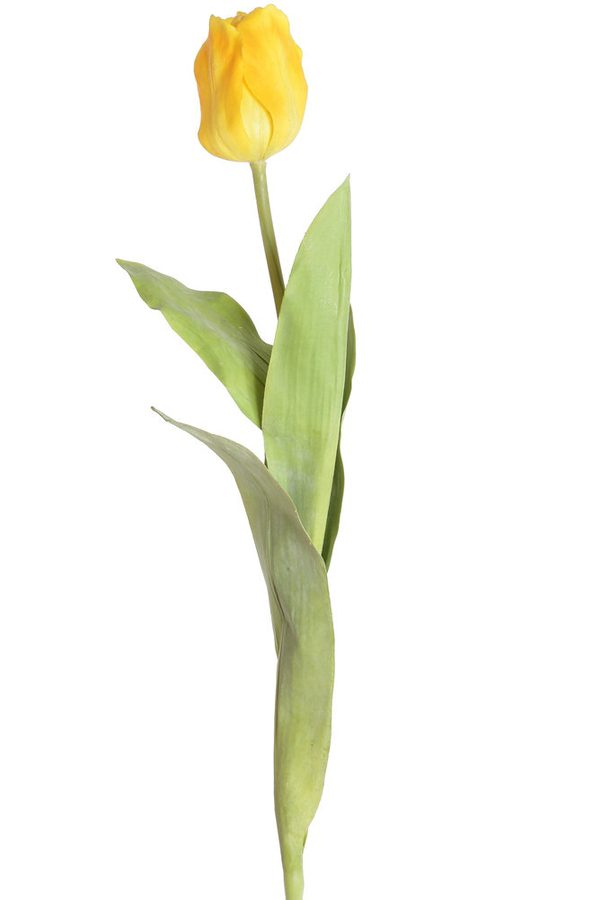 Tulpe