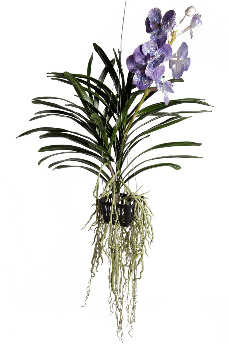 Orquidea vanda com Vaso para Pendurar - Orquideas | ingarden