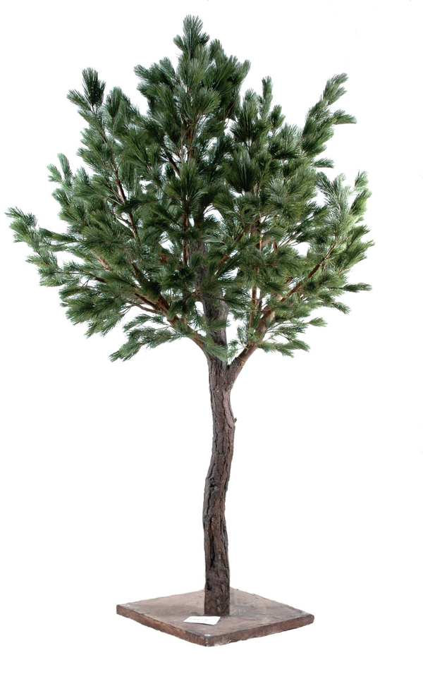 Pinheiro Austríaco Largo 340 cm