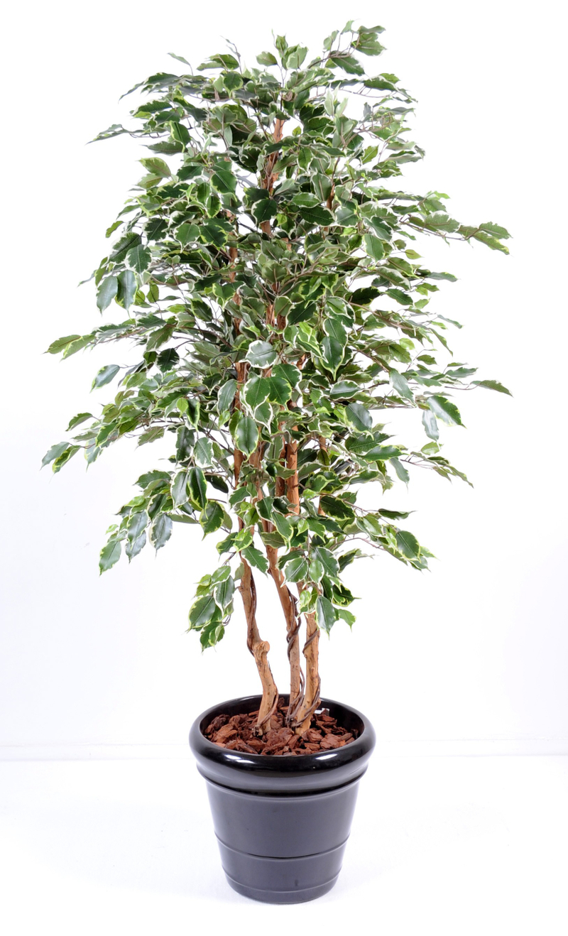 FEJKA Planta artificial, int/ext ficus benjamina exótica, 21 cm