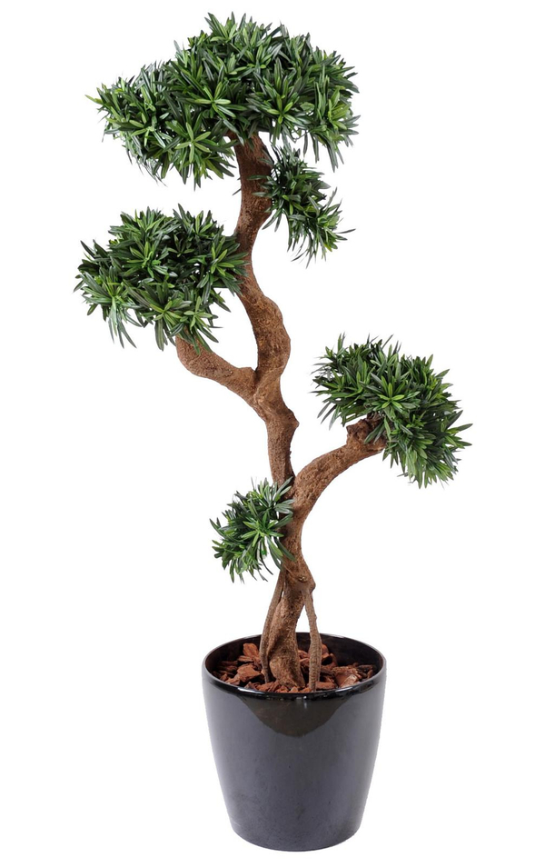 Podocarpus Topiary - Topyaris | Angels & Co.