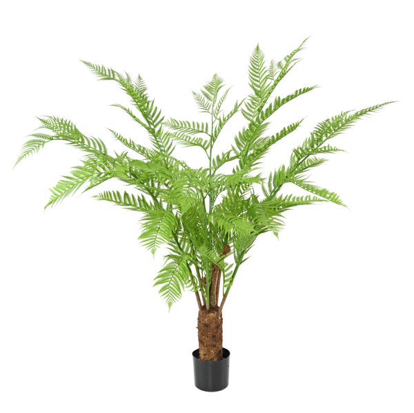 Dicksonia Fetos