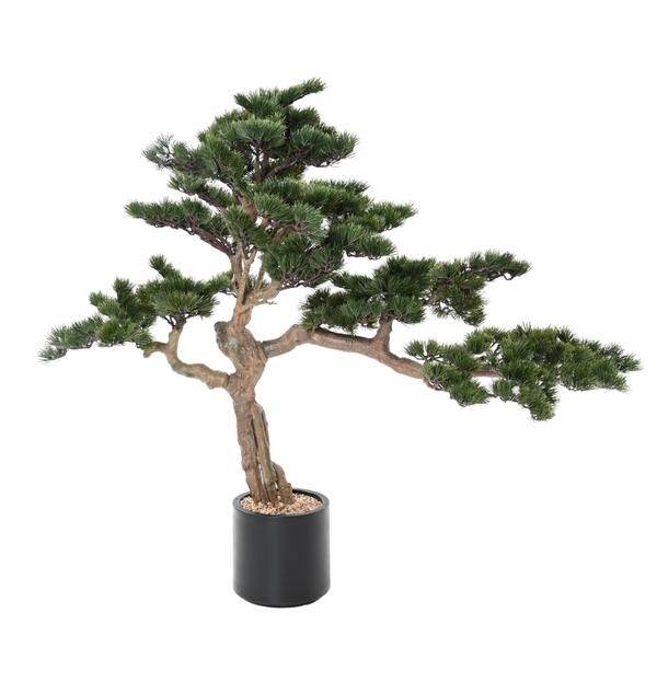 Bonsai Pinheiro Alpes 140 cm