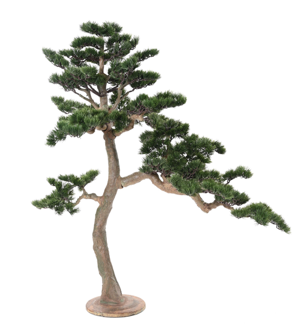 Bonsai Pinheiro Alpes 160 cm