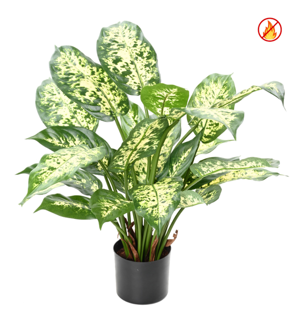 Diffenbachia FR