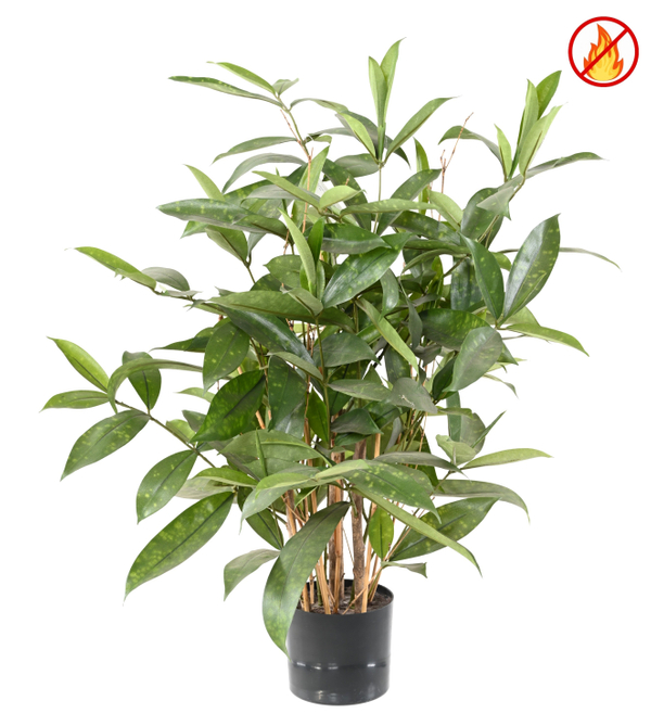 Dracaena Surculosa