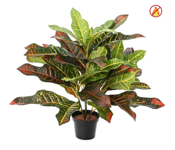 Croton FR