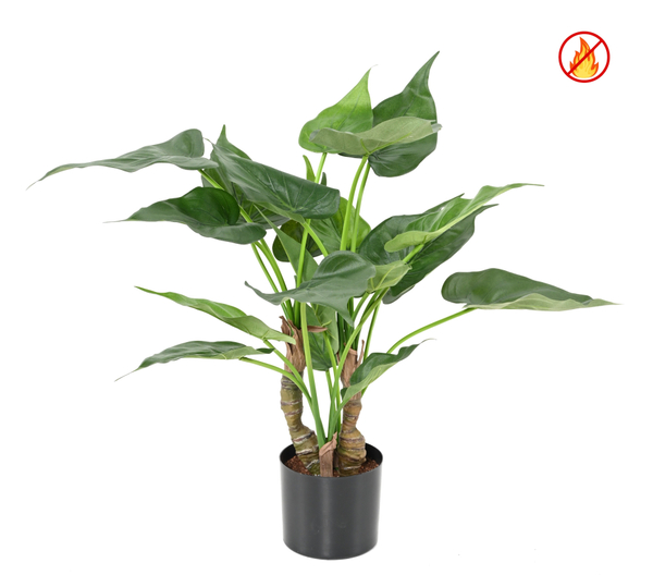 Alocasia Cucullata FR