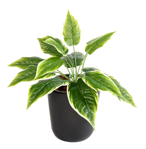 Hosta Mini