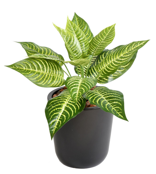 Tufo Aphelandra Mini