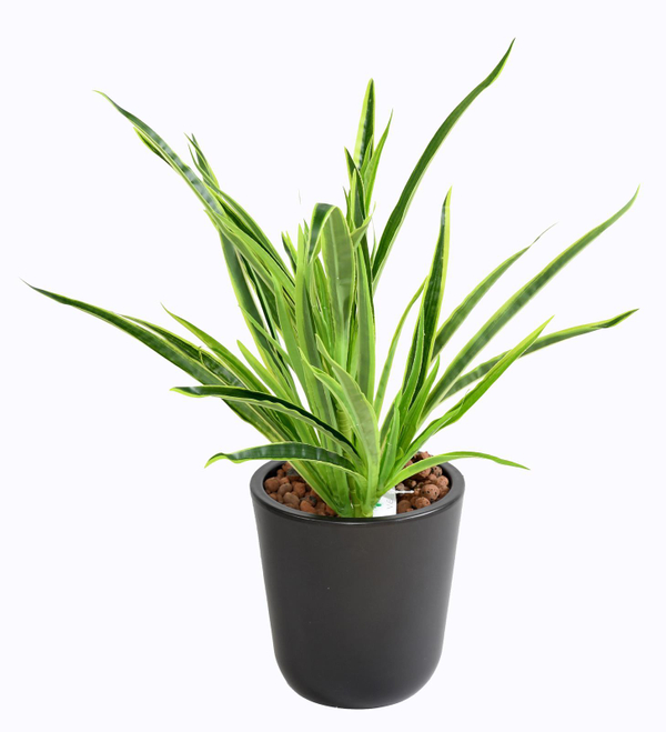 Tufo Dracaena