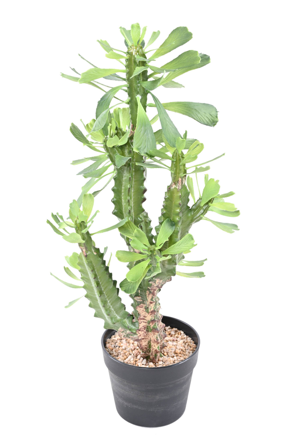 Euphorbia 65 cm