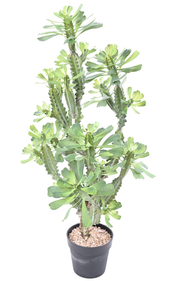 Euphorbia 110 cm