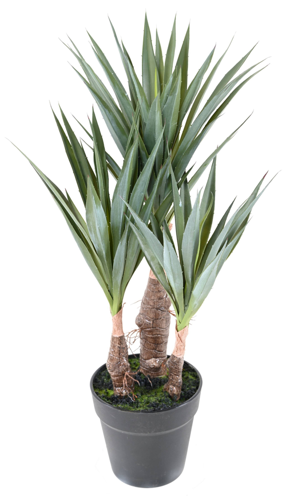 Agave Sisal 55