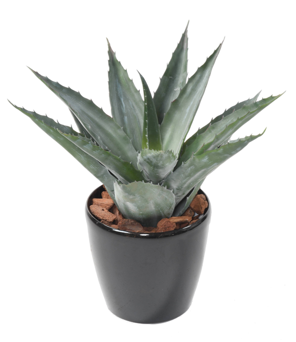 Agave Classic Outdoor