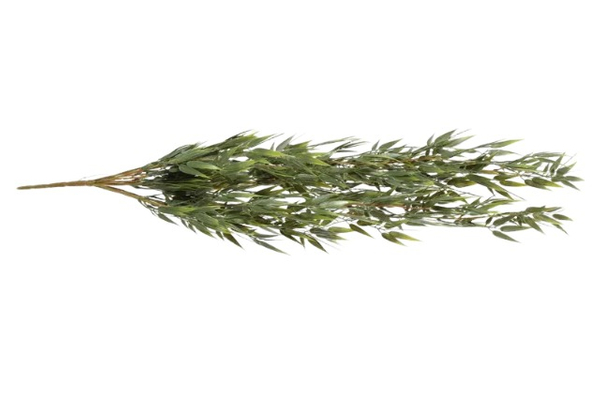 Tufo Bambu  Verde PE Protecção UV